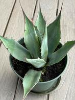 Agave Havardiana, Tuin en Terras, Planten | Tuinplanten, Ophalen of Verzenden