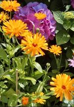 Goudsbloem zaden, Calendula officinalis, Verzenden, Voorjaar, Volle zon, Zaad