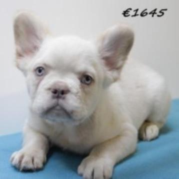 Franse Bulldog Fluffy pups te koop beschikbaar voor biedingen