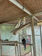 2 calopsittes bagués 2025, Dieren en Toebehoren