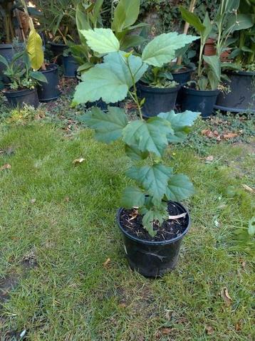 Hibiscus Syriacus beschikbaar voor biedingen