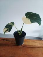 Monstera thai constellation, Huis en Inrichting, Kamerplanten, Ophalen of Verzenden