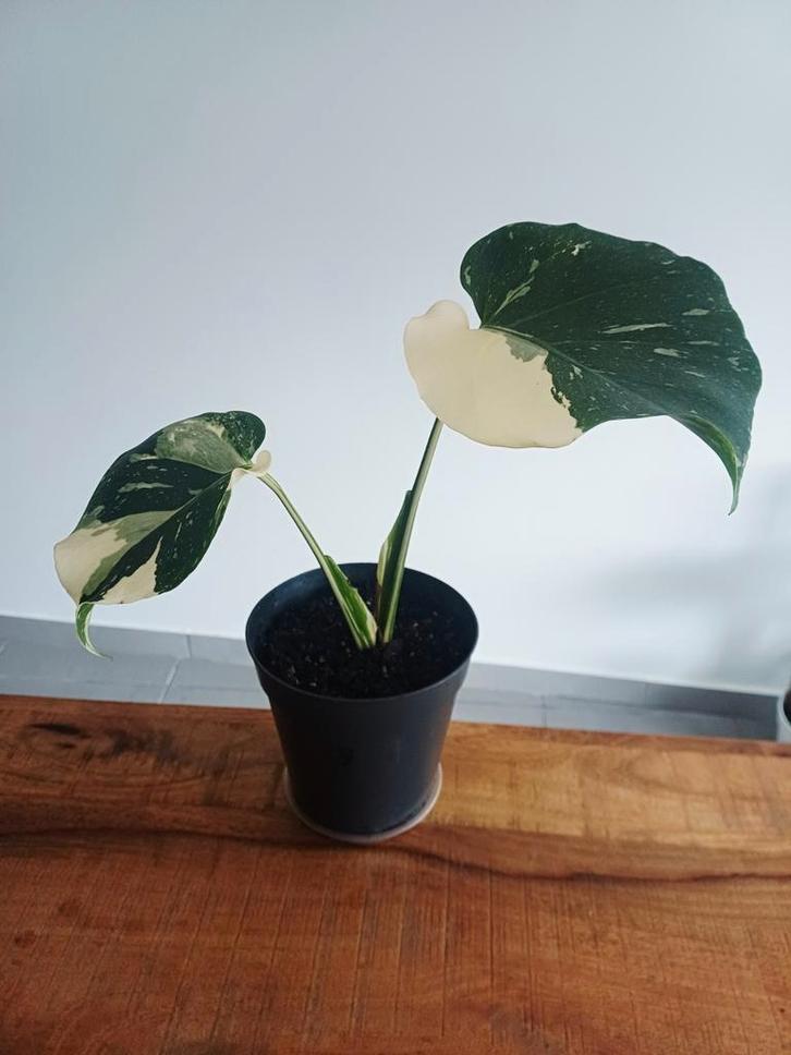 Monstera thai constellation, Huis en Inrichting, Kamerplanten, Ophalen of Verzenden