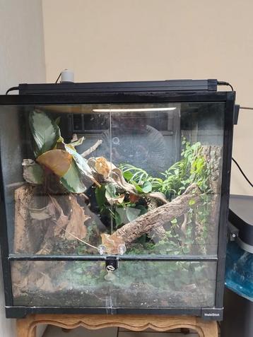 Terrarium planté disponible 30*30*45
60*45*60 120*60*100 tou beschikbaar voor biedingen