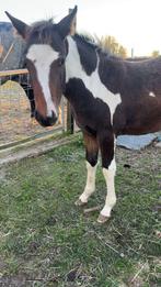 Prachtige Pony jaarlig, Merrie, Gechipt, Springpony, 0 tot 2 jaar