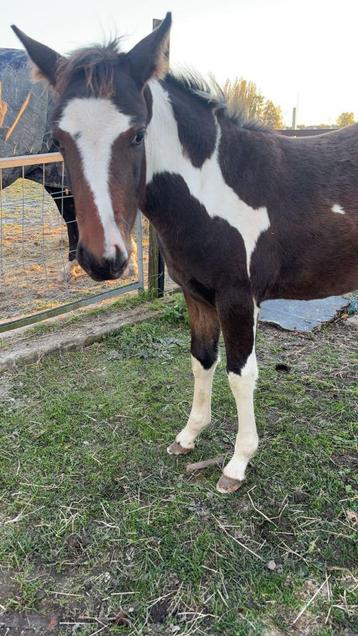 Prachtige Pony jaarlig, Dieren en Toebehoren, Merrie, Gechipt, Springpony, 0 tot 2 jaar