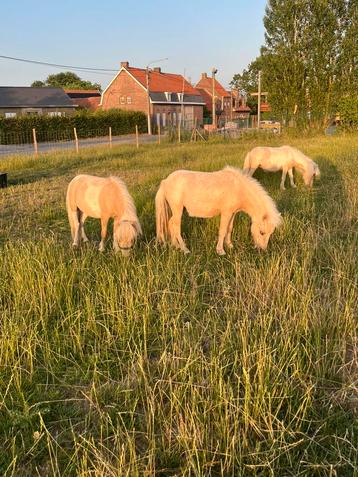 3 Palomino mini paardjes te koop beschikbaar voor biedingen