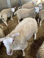 Lot Lammeren te koop, Dieren en Toebehoren, Schapen, Geiten en Varkens