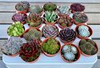 Sempervivum Rotsplanten, Tuin en Terras, Planten | Tuinplanten, Ophalen, Bodembedekkers, Volle zon, Vaste plant