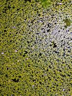 Duckweed, Ophalen