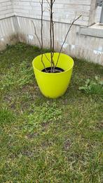Grote PVC plantenbak voor binnen, in fluo groen, Tuin en Terras, Ophalen, Nieuw, Binnen