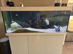 Juwel rio 450 met helialux licht, uvlamp, oase biomaster2, Dieren en Toebehoren, Ophalen, Zo goed als nieuw