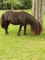 shetland pony, Hengst, Gechipt, 11 jaar of ouder, Niet van toepassing
