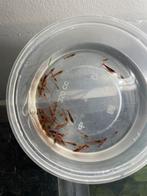 60-tal vuurgarnalen, Kreeft, Krab of Garnaal, Zoetwatervis, Schoolvis