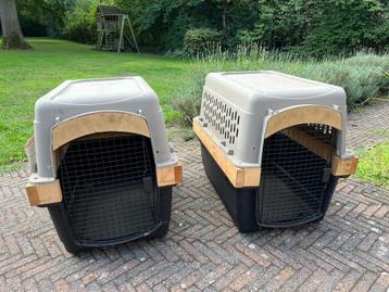 Grote bench hond beschikbaar voor biedingen