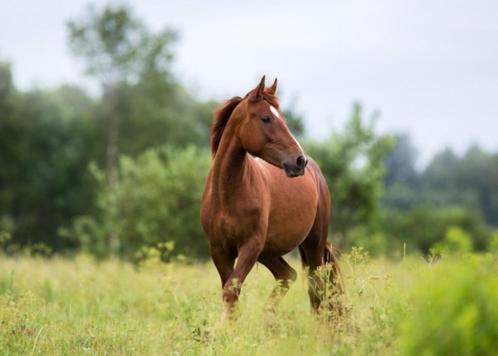 Bijrijder aangeboden - regio Sint-Amandsberg - Heusden, Dieren en Toebehoren, Stalling en Weidegang, Accessoires, 1 paard of pony