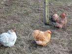 kochin kippen, Dieren en Toebehoren, Pluimvee, Meerdere dieren, Kip