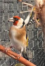 Major Putters, Dieren en Toebehoren, Meerdere dieren, Wildzangvogel, Geringd