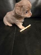 Chihuahua puppy te koop, reutje, Lilac choco -tan vachtkleur, Maladie de Carré (chiens), 8 à 15 semaines, Plusieurs, Éleveur | Loisir