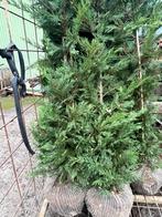 Coupe Leylandii, Enlèvement ou Envoi, Haie