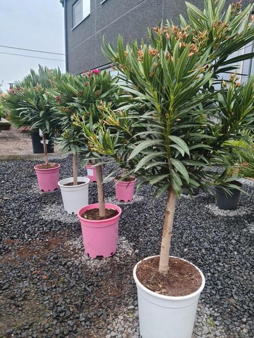 Nerium Oleander op stam, Tuin en Terras, Planten | Tuinplanten, Ophalen