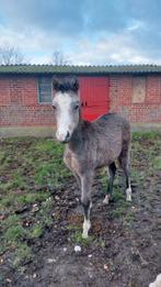 Schimmel merrieveulen welsh kruising, Dieren en Toebehoren, Merrie