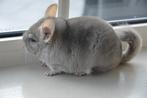 chinchilla beige vrouwtje, Dieren en Toebehoren, Knaagdieren, Augustus, Vrouwelijk, Chinchilla