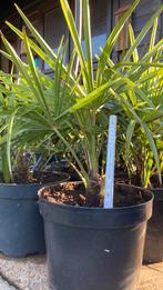 Winterharde palmboom trachycarpus fortunei, Tuin en Terras, Planten | Tuinplanten, Ophalen