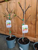 Ficus Carica - vijgenboom, Tuin en Terras, Ophalen, Halfschaduw, Vijgenboom