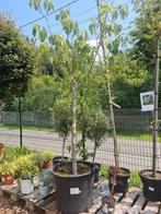 Vijgenboom Ficus Carica, Ophalen, Vijgenboom