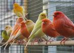 Donnez de la couleur, du chant et du mouvement à votre voliè, Animaux & Accessoires, Oiseaux | Canaris