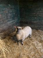 Hampshire down ooi te koop, Dieren en Toebehoren, Schapen, Geiten en Varkens, Vrouwelijk, Schaap