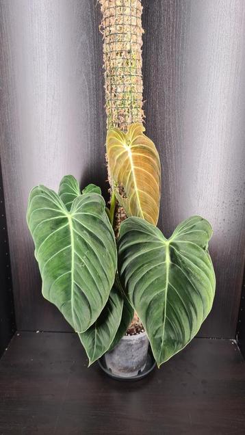 Philodendron Melanochrysum incl. Mospaal