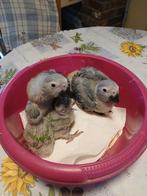 Grijze roodstaart papegaaien, Dieren en Toebehoren