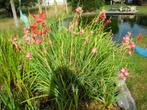 Rood/Roze Moerasgladiool voor in vijver, Tuin en Terras, Vijvers, Verzenden, Zo goed als nieuw