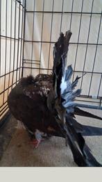 Pure race exposition fantail, baguer, vacciner 2025 couple, Animaux & Accessoires, Oiseaux | Pigeons, Plusieurs animaux, Autres espèces