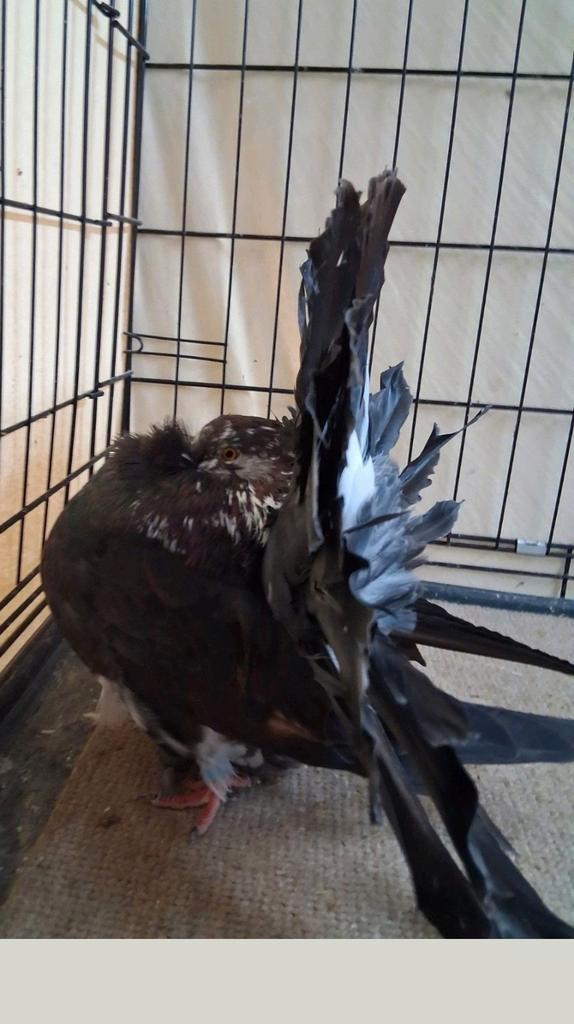 Pure race exposition fantail, baguer, vacciner 2025 couple, Dieren en Toebehoren, Vogels | Duiven, Overige soorten, Meerdere dieren