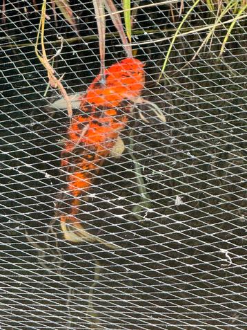Japanse koi Showa Sanshoku 65 cm beschikbaar voor biedingen