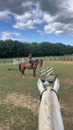 Indi merrie tekoop ️, Dieren en Toebehoren, Paarden, Merrie, Gechipt, Niet van toepassing, 11 jaar of ouder