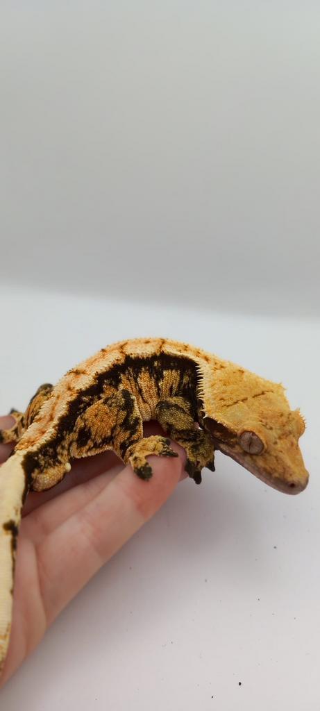 Lieve wimpergekko met terrarium, Dieren en Toebehoren, Reptielen en Amfibieën, Met terrarium