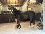 C pony, Dieren en Toebehoren, Pony's, Gechipt, Ruin, Springpony, C pony (1.27m tot 1.37m)