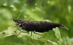 Neocaridina black choco, Dieren en Toebehoren, Vissen | Aquariumvissen