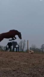 Lieve hengst(lage prijsklasse)!!, Dieren en Toebehoren, Stalling en Weidegang