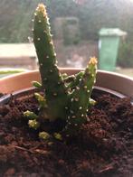 Cactus ,, Huis en Inrichting, Kamerplanten, Groene kamerplant, Ophalen, Cactus, Minder dan 100 cm