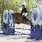 B pony te koop, Dieren en Toebehoren, Gechipt, B, Ruin, B pony (1.17m tot 1.27m)