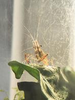 Garnalen voor Aquarium, Kreeft, Krab of Garnaal, Zoetwatervis