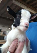 Prachtig dwergeitje, Dieren en Toebehoren