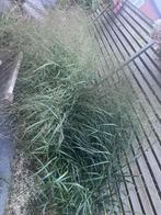 Siergras, Tuin en Terras, Planten | Tuinplanten, Ophalen