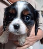 Cavalier King Charles pups, Dieren en Toebehoren, België, 8 tot 15 weken, CDV (hondenziekte), Meerdere