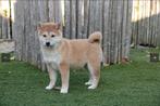 Shiba inu pups, Dieren en Toebehoren, België, 15 weken tot 1 jaar, CDV (hondenziekte), Poolhond
